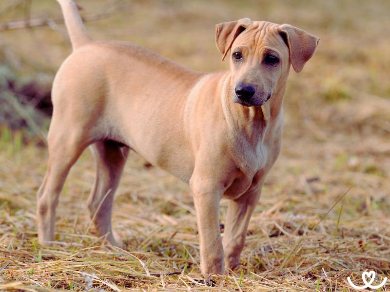 Psi-plemeno-thajsky-ridgeback (9)